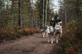 Autumn Husky ride, husky safari, Husky Park, Siberian Husky, Rovaniemi Lapland