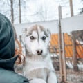 Husky Park, Husky hugging, Siberian Husky puppy, Rovaniemi Lapland