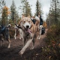 Autumn Husky ride, husky safari, Husky Park, Siberian Husky, Rovaniemi Lapland