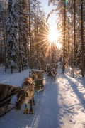 2.5KM REINDEER SLED SAFARI THROUGH THE SNOWY FOREST AT TRADITIONAL FARM