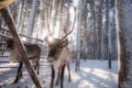 2.5KM REINDEER SLED SAFARI THROUGH THE SNOWY FOREST AT TRADITIONAL FARM