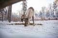 2.5KM REINDEER SLED SAFARI THROUGH THE SNOWY FOREST AT TRADITIONAL FARM