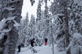 Private tour: Snowshoeing in Levi