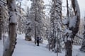 Private tour: Snowshoeing in Levi