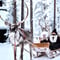 Arctic Reindeer Sleigh Ride (1.5km), Levi