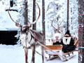 Begin Your Arctic Escape