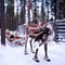 Arctic Reindeer Sleigh Ride (0.6km), Levi