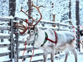 Arctic Reindeer Sleigh Ride (1.5km), Levi