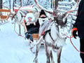 Arctic Reindeer Sleigh Ride (1.5km), Levi