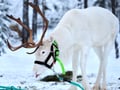 Arctic Reindeer Sleigh Ride (1.5km), Levi