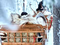 Arctic Reindeer Sleigh Ride (1.5km), Levi