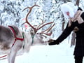 Arctic Reindeer Sleigh Ride (1.5km), Levi