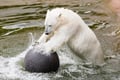 Family Friendly Visit to Ranua Wildlife Park
