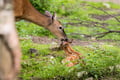 GUIDED VISIT TO THE RANUA ZOO IN SUMMER/AUTUMN