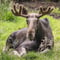GUIDED VISIT TO THE RANUA ZOO IN SUMMER/AUTUMN