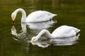 GUIDED VISIT TO THE RANUA ZOO IN SUMMER/AUTUMN