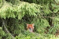 GUIDED VISIT TO THE RANUA ZOO IN SUMMER/AUTUMN