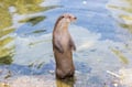 GUIDED VISIT TO THE RANUA ZOO IN SUMMER/AUTUMN