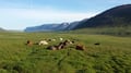 Private Dynjandi Waterfall & Historic Westfjords Tour from Ísafjörður