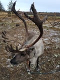 Reindeer Feeding & Meeting (30 min)