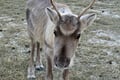 Short Reindeer Ride and Introduction