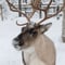 Short Reindeer Ride and Introduction