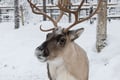 Meeting point At Maakuntakatu 31 Lapland Royal Adventures Main Office, or pick up.