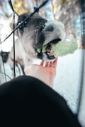 Husky Ride, Reindeer Ride and Snowmobiling Day Experience