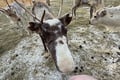 Short Reindeer Ride and Introduction