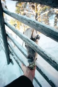 Short Reindeer Ride and Introduction