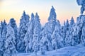 Magical snowy trees in Rovaniemi