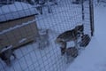 10 km Authentic Husky Safari in the Taiga Forest – Family Kennel