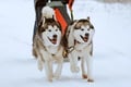 10 km Authentic Husky Safari in the Taiga Forest – Family Kennel