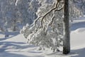 Rovaniemi: Insider Arctic Snowshoeing Adventure