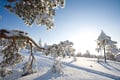 Rovaniemi: Insider Arctic Snowshoeing Adventure