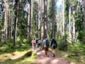 Magical Taiga Forest Hike