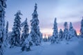 SNOWSHOE EXPERIENCE THROUGH THE SNOWY FOREST