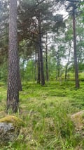 Like a Finn: Wild Blueberries & Finnish Pancakes
