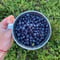 Like a Finn: Wild Blueberries & Finnish Pancakes