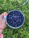 Like a Finn: Wild Blueberries & Finnish Pancakes