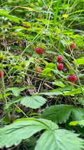 Like a Finn: Wild Blueberries & Finnish Pancakes