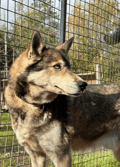 Rovaniemi Must-Do Summer & Autumn: Santa Village, Husky & Reindeer Farm Experience