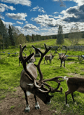 Rovaniemi Must-Do Summer & Autumn: Santa Village, Husky & Reindeer Farm Experience