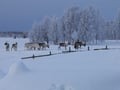 Experience A Magical 2km Reindeer Ride And A Visit Of A Reindeer Farm