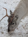 Experience A Magical 2km Reindeer Ride And A Visit Of A Reindeer Farm