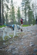 Midnight Sun Husky hiking, Husky Park, Siberian Husky, Rovaniemi Lapland