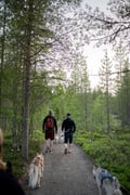 Midnight Sun Husky hiking, Husky Park, Siberian Husky, Rovaniemi Lapland