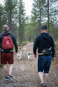 Midnight Sun Husky hiking, Husky Park, Siberian Husky, Rovaniemi Lapland