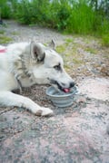 Midnight Sun Husky hiking, Husky Park, Siberian Husky, Rovaniemi Lapland