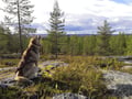 Midnight Sun Husky hiking, Husky Park, Siberian Husky, Rovaniemi Lapland